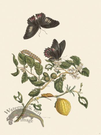 Merian Metamorphosis 17